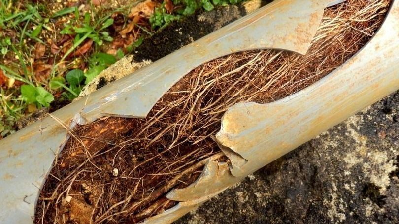 Main line damaged and clogged by tree roots
